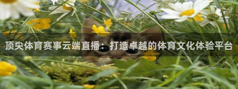 雨燕360体育免费直播nba在线观看：顶尖体育赛事云端直播：打造卓越的体育文化体验平台