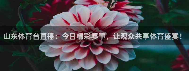 新雨燕直播足球直播：山东体育台直播：今日精彩赛事，让观众共享体育盛宴！